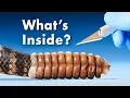 What s Inside a Rattlesnake Rattle