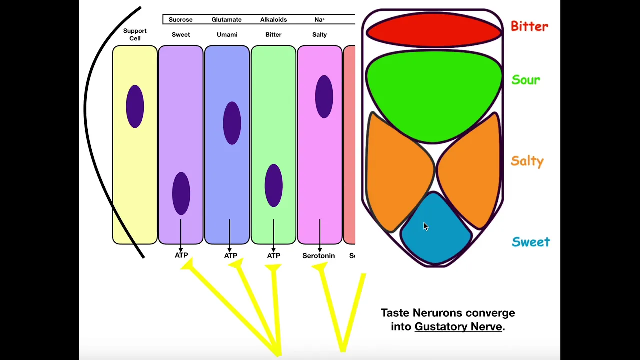 Anatomy & Physiology of Gustation