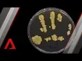 The bacteria living on your hands right now