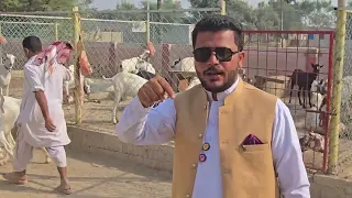 جمعرات، 3 ستمبر 2026 ہے ماشاءاللہ شوق دیکھیں || 🔥🏆 مقابلہ راجن پور بکری 🐐 