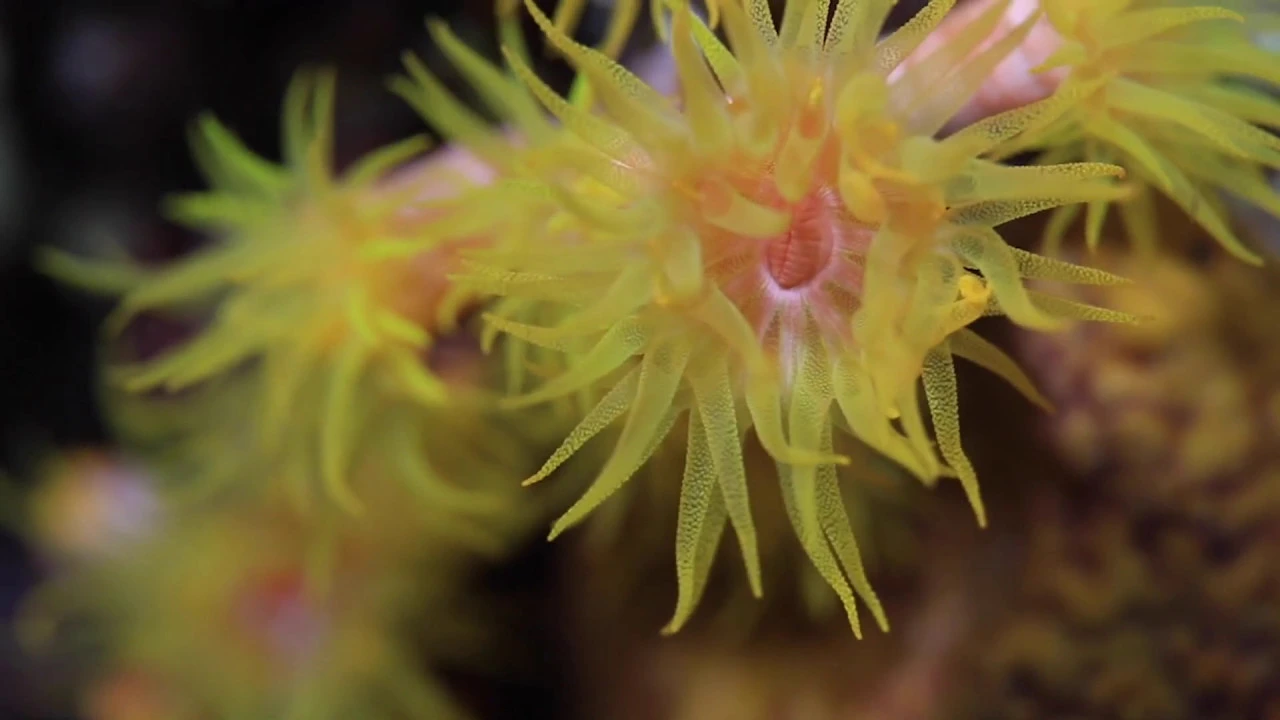Cnidarians in a Changing Ocean