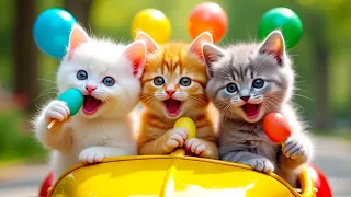 anak kucing meong meong si meong kucing lucu lagu anak indonesia viral terbaru