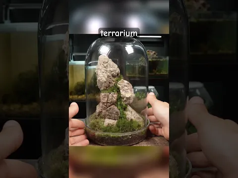 Creating a Glass Dome Mountain Terrarium!⛰️
