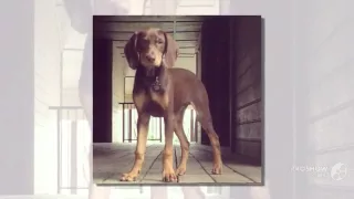 Vizmaraner Dog breed