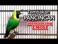Lagu CAK RANTING GACOR || CUCAK RANTING GACOR _CUCAK RANTING GACOR ISIAN MEWAH