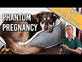 False Pregnancy In Dogs signs symptoms home treatment - Dog Health Vet Advice