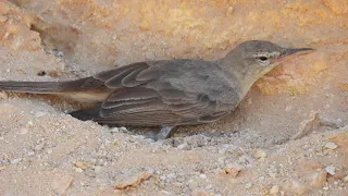 طيور الدخل المهاجره دخل المرزم  دندنها