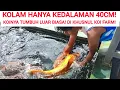 CETAK KOI BULKY DI KOLAM SEDALAM HANYA 40CM❗ KHUSNUL KOI KELUARGA POLOS❗