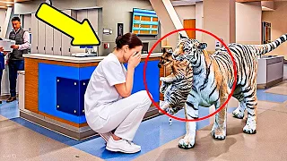Tigre Irrumpe En Un Hospital: la Enfermera Rompe a Llorar al Descubrir la Razón 🐯🏥😭