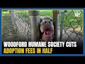 Woodford Humane Society cuts adoption fees in half to clear crowded shelter
