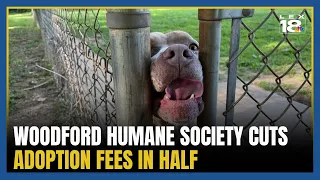 Woodford Humane Society cuts adoption fees in half to clear crowded shelter