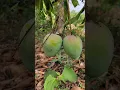 Download Lagu Alphonso Farming | Hapus Aam