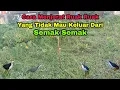 Download Lagu cara Menjerat Ruak Ruak Yang Susah Keluar Dari Semak Semak. | Jejak Petualang Sumatra