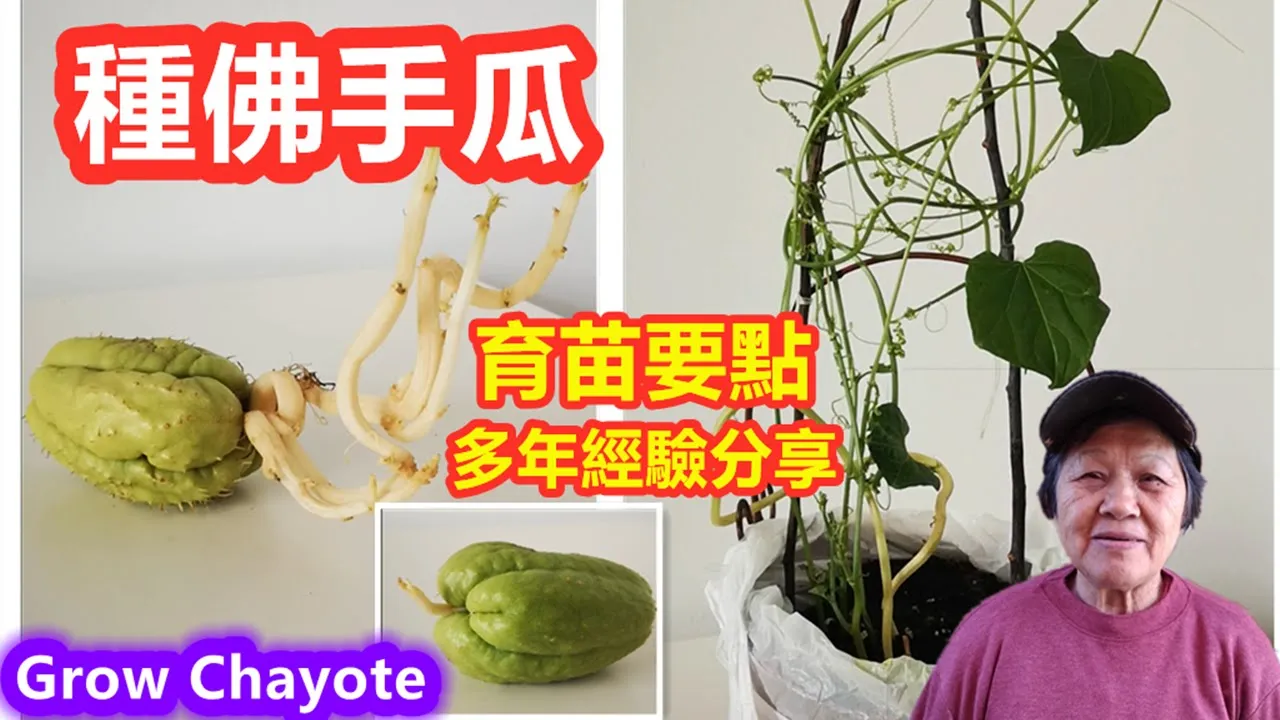 种佛手瓜\合掌瓜\育苗要点,宝贵秘诀分享,提高育苗成功率\为什么佛手瓜长叶不结瓜?How to Grow Chayote\Mars Hydro