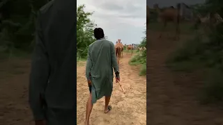 هناك جمال غريبة في الصحراء وأشخاص بطرق غريبة Animals Camellife Camel 