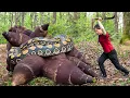 Download Lagu Harvest GIANT TUBER, ANACONDA in the Rainforest Goes To Market Sell - Harvesting \u0026 Cooking | Susan
