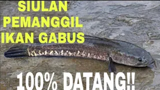 siulan pemanggil ikan gabus