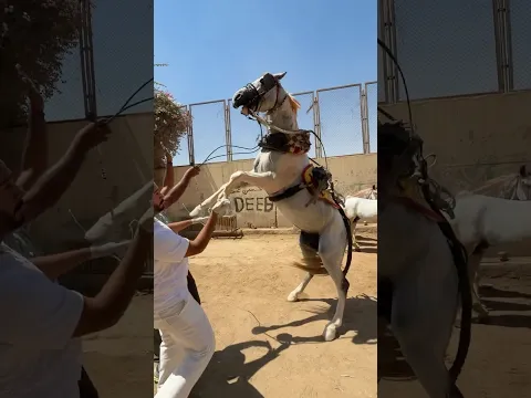 ⁨ ⁨ حصان بطل فى الكراتيه وحصان مش قادر يدوس على الحافر