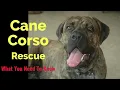 Cane Corso Rescue What You Need To Know