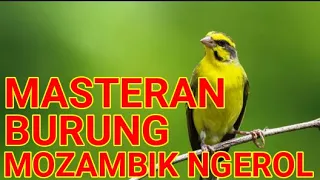 Download MASTERAN BURUNG MOZAMBIK GACOR POLL MP3