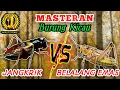Download Lagu JANGKRIK VS BELALANG EMAS