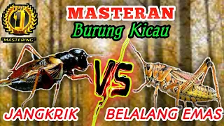 jangkrik vs belalang emas