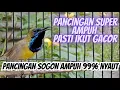 Lagu PANCINGAN SOGON GACOR NGLEPER, SANGAT EFEKTIF UNTUK PANCINGAN SOGON BAHAN  ATAU OMBYOKAN