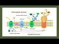 AP Biology Unit 3 Cellular Energetics Complete Review
