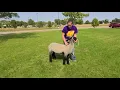 Sheep - Showmanship 101