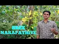 Download Lagu Sreenarapathiye - (Music Video) | Ft.Joshua Manoj | Mahakavi K.V.Simon Sir
