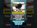 Lagu dulu Ki Imad sowan dan hormat kepada Habib Luthfi, sekarang kok pindah haluan? #fyp #viral #sorotan