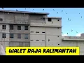 Download Lagu Suara Raja Walet Kalimantan Terbaru