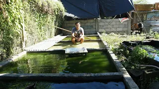 Molly fish farm Small and Simple from the philippines