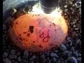 Candling Ball Python eggs