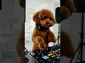 Lagu 🎧 DJ Paws Droppin’ the Beat! 🔥🐶 | Ba Wow Vibes
