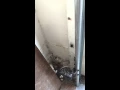 Found a giant spider in my garage