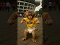 Lihat Monyet Goyang Tobale||#shorts #shortvideo #shortsfeed #fyp#viral#funny #cute