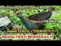 Download Lagu DIJAMIN DATANG.!! Suara Burung Sintar Ladang BEKER cocok untuk pikat