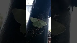 зелений нічний метелек метелик бабочка бабочки Butterfly цікаве 