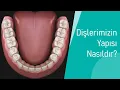 Download Lagu Dişlerimizin Yapısı Nasıldır? Diş Anatomisi Hakkında - Dentway Dental Klinik