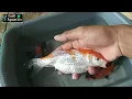 Lagu Cara Memijahkan Ikan Koi Untuk Pemula