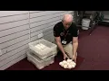 Pulling eggs from out Super Dwarf Anery Platinum Reticulated Python