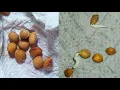 How to germinate cherry seeds without cold stratification