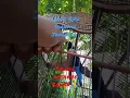 Download Lagu Subhanallah Burung Surga Cucak Biru exotic, Sarapan Jangkrik Indonesia punya.