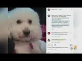 Employees Facing Charges After Dog Dies During Grooming Visit