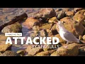 Attacked by Seagulls a Walk And Talk with Sophie Lawson The So Free Art Podcast 228