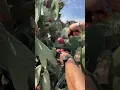 Lagu Unlocking nature's desert treat: How to prepare a cactus fruit 🌵🍉 #Tutorial. #cactusfruit #italy
