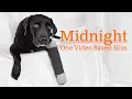 Saving Midnight How One Changed His Fate