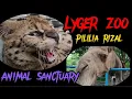 Download Lagu Lyger Zoo! Pililia Rizal.