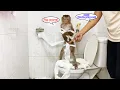 Download Lagu Monkey Lyly Pees and plays with toilet paper and her mother's reaction when she finds out...